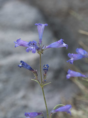 Penstemon gracilentus