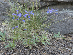 Penstemon gracilentus