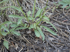 Penstemon gracilentus