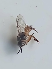 Plebeia droryana
