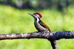 Black-Rumped Flameback photo 3