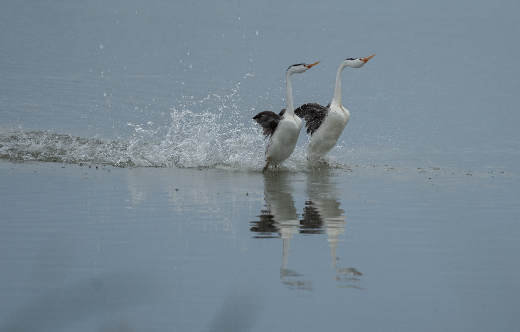 Clark's Grebe illustration