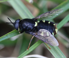 Stratiomys barbata