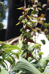 Heliconia latispatha