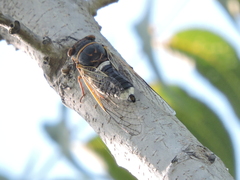 Diceroprocta cinctifera