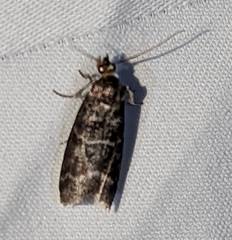 Ortholepis pasadamia