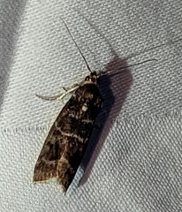 Ortholepis pasadamia
