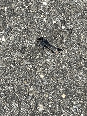 Erythrodiplax berenice