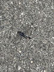 Erythrodiplax berenice