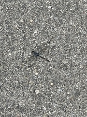 Erythrodiplax berenice