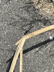 Erythrodiplax berenice