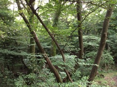 Zanthoxylum piperitum