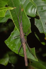 Pseudophasma phthisicum