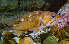 Sebastes oculatus
