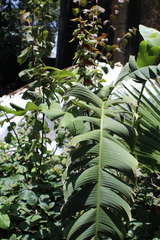 Heliconia latispatha