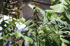 Heliconia latispatha