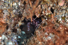 Alpheus immaculatus
