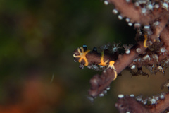 Ophiothela mirabilis