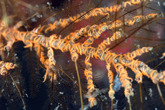 Ophiothela mirabilis