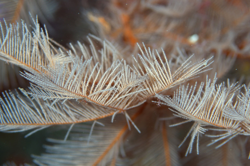 Black coral