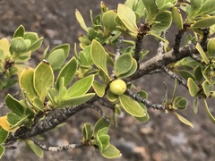 Coprosma montana
