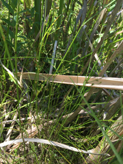 Juncus brachycephalus