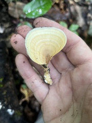 Microporellus obovatus
