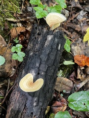 Microporellus obovatus