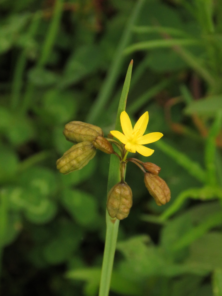 Sisyrinchium tinctorium