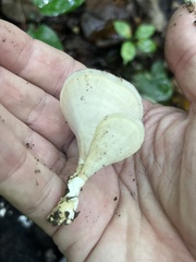 Microporellus obovatus