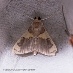 Rehimena phrynealis