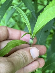 Neolasioptera vernoniae