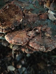Fungi