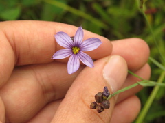 Sisyrinchium chilense