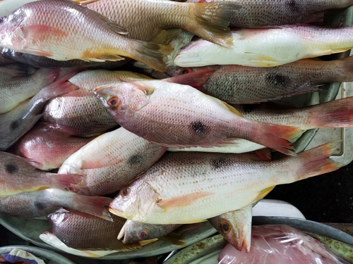 Lutjanus guttatus