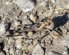 Encoptolophus costalis