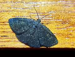 Prosoparia marginata