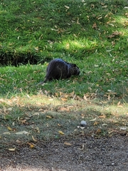 Myocastor coypus