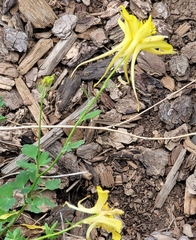 Aquilegia longissima