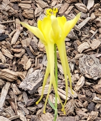 Aquilegia longissima