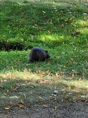 Myocastor coypus