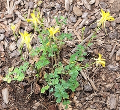 Aquilegia longissima