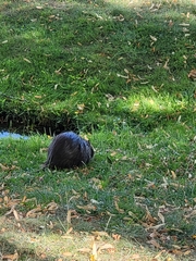 Myocastor coypus
