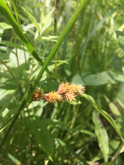 Carex crawfordii