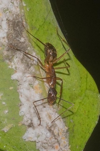 Camponotus indicatus