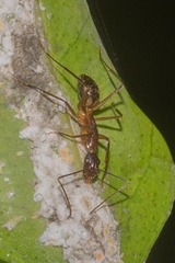 Camponotus indicatus