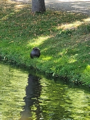 Myocastor coypus