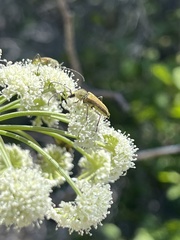Lepturobosca