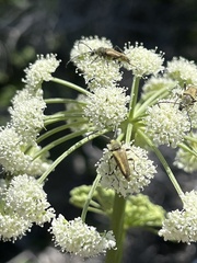 Lepturobosca