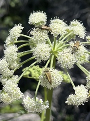 Lepturobosca